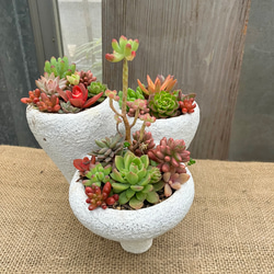 アガベ 白閃光（ハクセンコウ） 多肉植物 アルファガーデン 通販