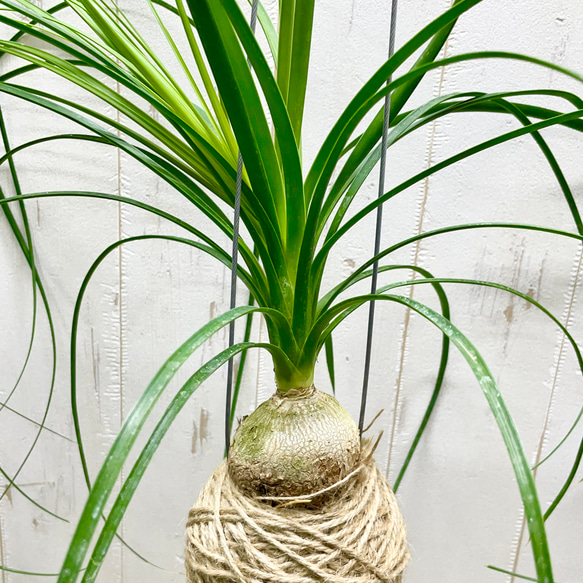  第5張的照片