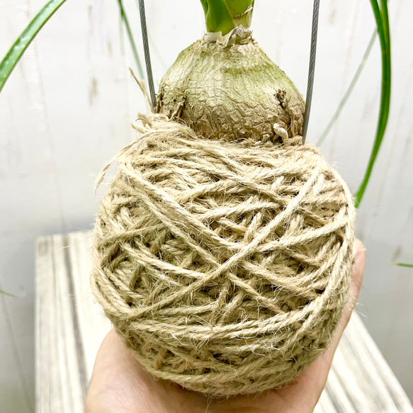  第8張的照片