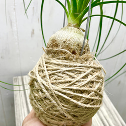  第7張的照片