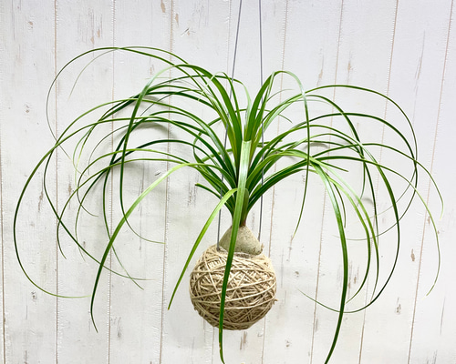再入荷 ミニサイズ トックリラン ノリナ ハンギング その他インテリア
