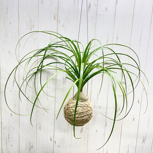 再入荷 ミニサイズ トックリラン ノリナ ハンギング その他インテリア