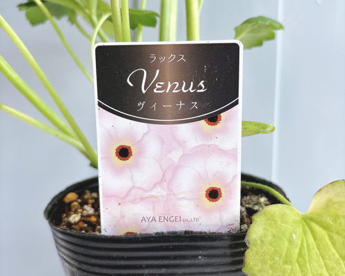 ラナンキュラスラックス☆ヴィーナス（明るいピンク） アートフラワー