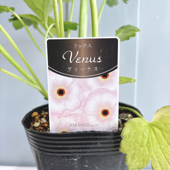 ラナンキュラスラックス☆ヴィーナス（明るいピンク） アートフラワー