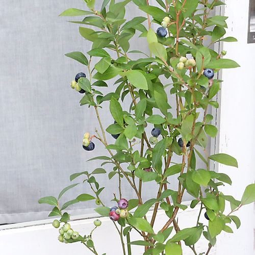果樹 大苗 ブルーベリー サザンハイブッシュ系 クーパー ピロシキー