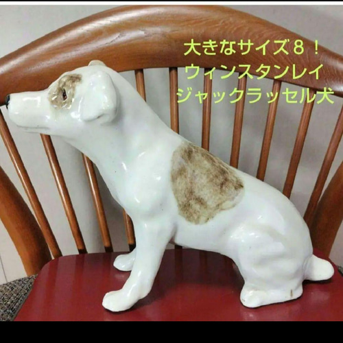 ウィンスタンレイキャット、大きな犬、サイズ8！ジャックラッセル