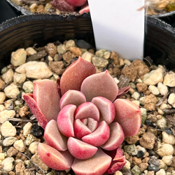 モラルビ*多肉植物*抜き苗 多肉植物 *N* 通販 18920850 モラルビ*多肉植物*抜き苗 多肉植物 *N* 通販 18920850