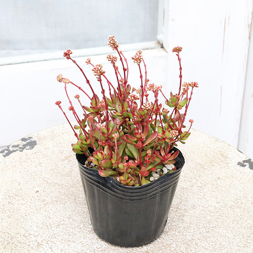 多肉植物 クラッスラ 紅稚児 べにちご 3号 ラディカンス 多年草 個性派