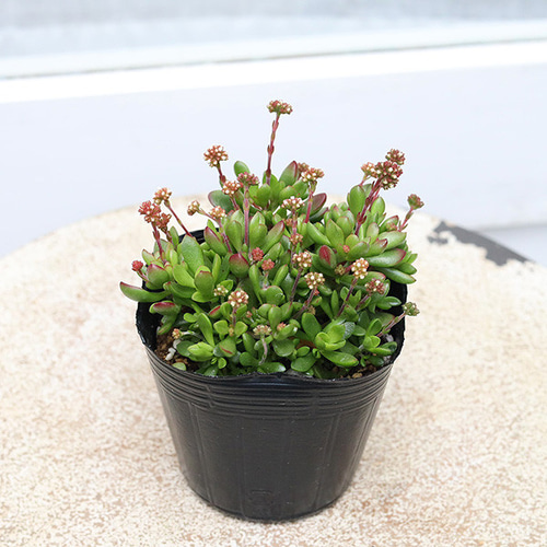 多肉植物 緑と赤のグラデーション*3 多肉植物 緑と赤のロゼット