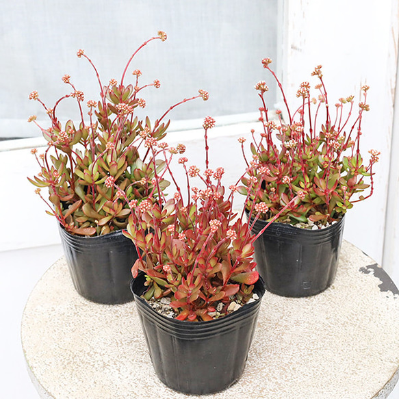 多肉植物 クラッスラ 紅稚児 べにちご 3号 ラディカンス 多年草 個性派