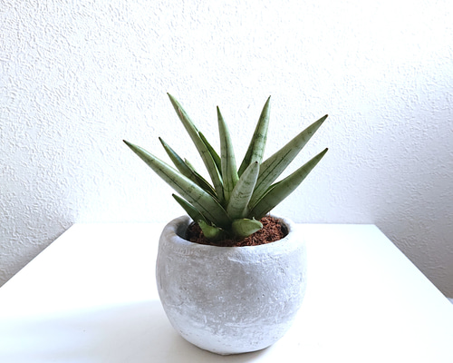 ○空気浄化植物○希少 ”サンスベリア シルバークラウン ラウンド