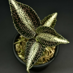観葉植物】ジュエルオーキッド【シストーチス ステノグロッサ