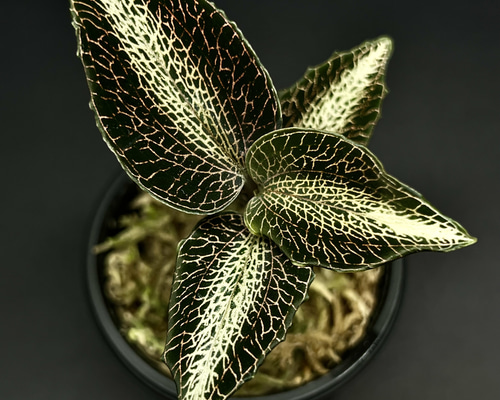 観葉植物】ジュエルオーキッド【アネクトキルス ロビアーヌス