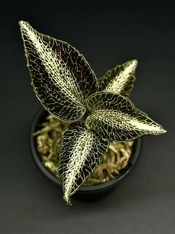 観葉植物】ジュエルオーキッド【アネクトキルス ロビアーヌス