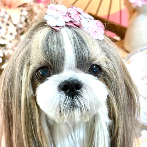 さくら サクラ 桜 1p 春 お花見 犬リボン バレッタ キッズ・子供 さくら サクラ 桜 1p 春 お花見 犬リボン バレッタ キッズ・子供