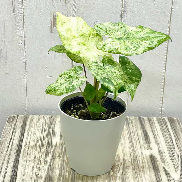 魅惑の斑入り アロカシア・オドラ バリエガータ バティック その他