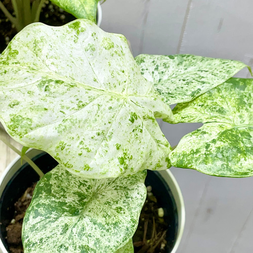 魅惑の斑入り アロカシア・オドラ バリエガータ バティック その他