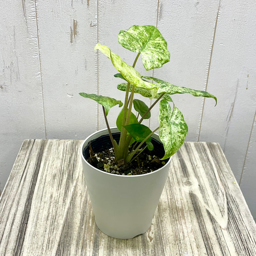 魅惑の斑入り アロカシア・オドラ バリエガータ バティック その他