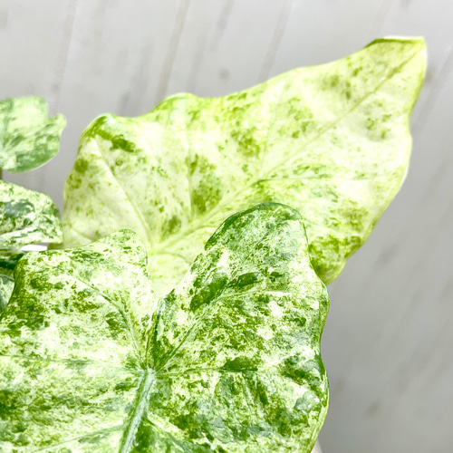 魅惑の斑入り アロカシア・オドラ バリエガータ バティック その他