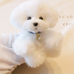 トイプードル　ビションフリーゼ　テディベア　ぬいぐるみ テディビションフリーゼ2号ちゃん ボディに詰め物をして仕上げて