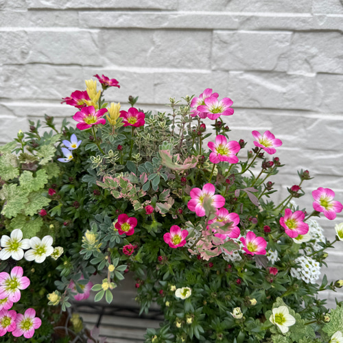寄せ植えリース 花□蕾盛りだくさん♪雲間草のブリコラージュ 寄せ植えリース 花□蕾盛りだくさん♪雲間草のブリコラージュ