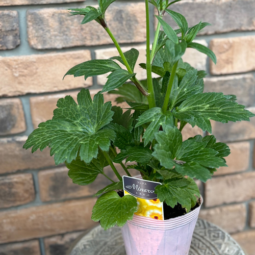 花苗＊ラナンキュラス ラックス 8種4号 新品種も♡お値下げしました