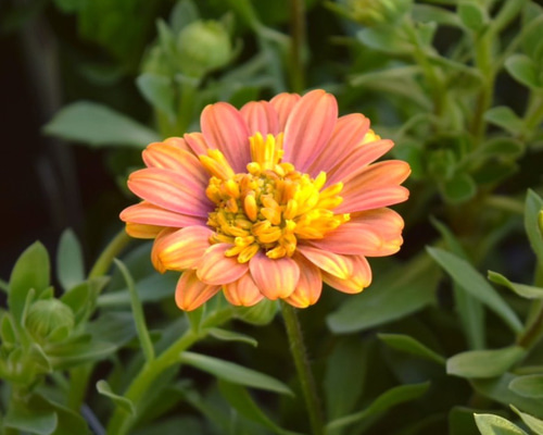 2025最新品種【ゲブラさん】オステオスペルマム「サンフレア」 花苗 花