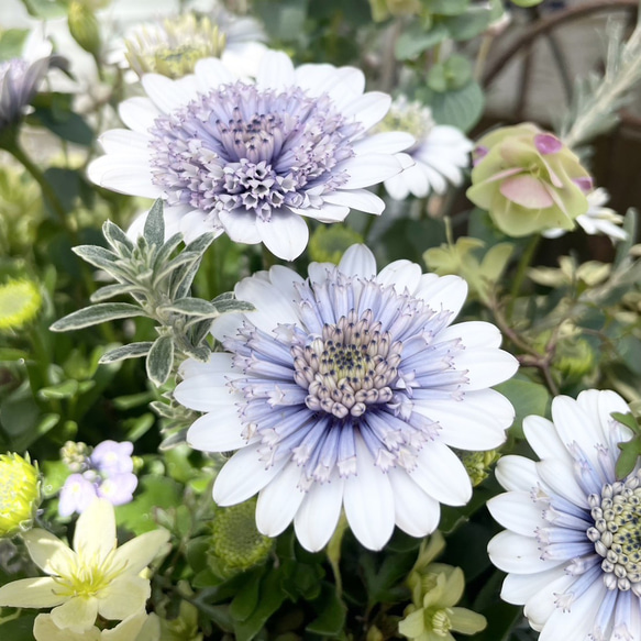 ゲブラさん】オステオスペルマム「シルバーナイト」 花苗 花 苗