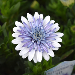 ガーベラ 2本セット アートフラワー arietta 通販 13301174｜Creema