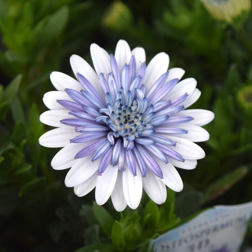 八重咲きダブル オステオスペルマム 「3D ブルースティール」 花苗 花