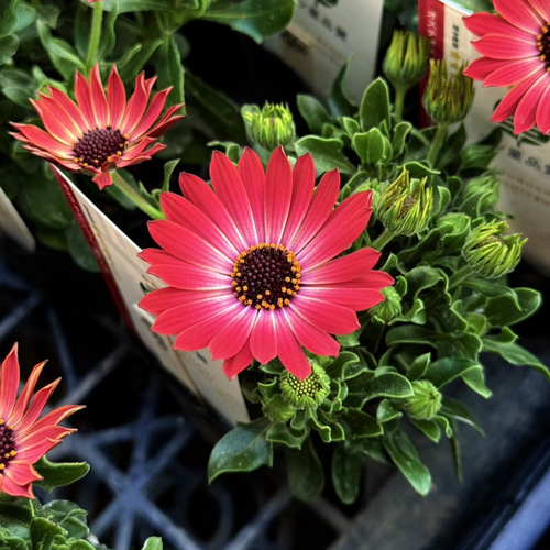 オステオスペルマム「赤とんぼ」 赤 レッド 人気 花苗 花 苗