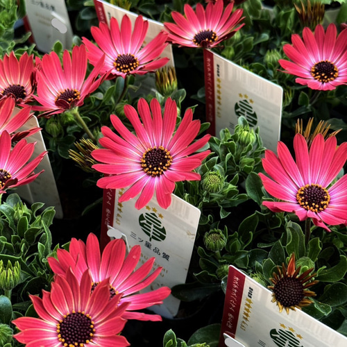 オステオスペルマム「赤とんぼ」 赤 レッド 人気 花苗 花 苗