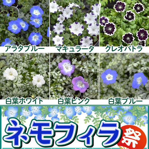 ネモフィラ祭り 特別セット①「ネモフィラ6種コンプリートセット