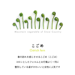 ［着る山菜］こごめTシャツ（ホワイト） 2枚目の画像