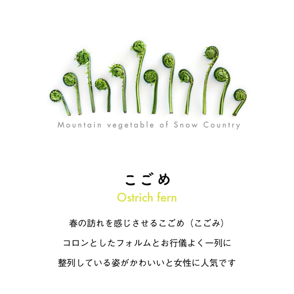 ［着る山菜］こごめTシャツ（ホワイト） 2枚目の画像