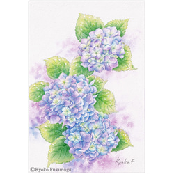 ポストカード　お好きな4枚セット〔No.49 雨上がりのあじさい〕 3枚目の画像