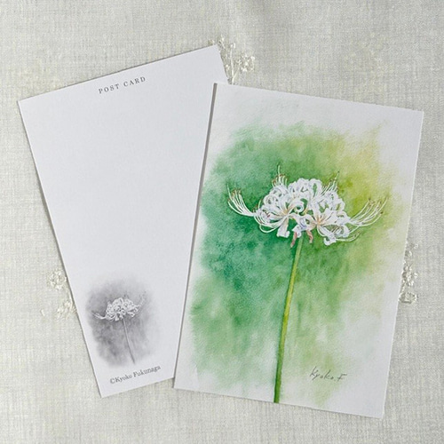 ポストカード お好きな4枚セット〔No.50 白い彼岸花〕 ポストカード