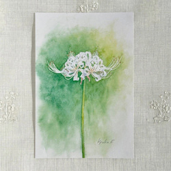 ポストカード お好きな4枚セット〔No.50 白い彼岸花〕 ポストカード