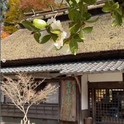 高取焼 高取焼き ビアカップ フリーカップ 筑前茶陶高取焼 高取八仙窯 陶器 食器 19枚目の画像