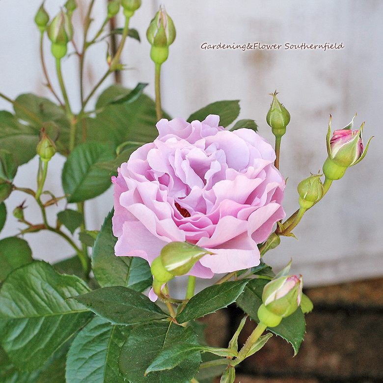 鉢花 バラ フレグランスローズ エターナル 大苗 6号 高90～100cm 四季咲き 八重咲き フロリバンダ ブルー系