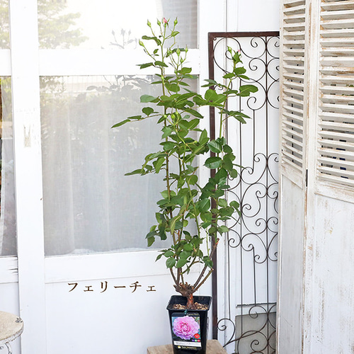 現品販売 鉢花 バラ エマ フェリーチェ アリュール フレグランス