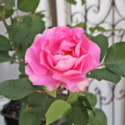 バレエコア　薔薇　フェアリーグランジ　ハンドメイド ハンドメイド ネックレス ピアス 薔薇 フェアリーグランジ y2k