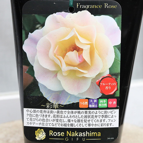 現品販売 鉢花 バラ エマ フェリーチェ アリュール フレグランス