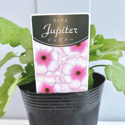 濃赤の花☆アストランティア ベニス 苗 アートフラワー Little Garden