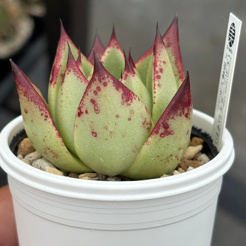 オリジナル交配苗！☆（エボニー×そわそわ）×原種エボニー 多肉植物