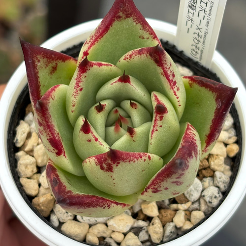 オリジナル交配苗！☆（エボニー×そわそわ）×原種エボニー 多肉植物