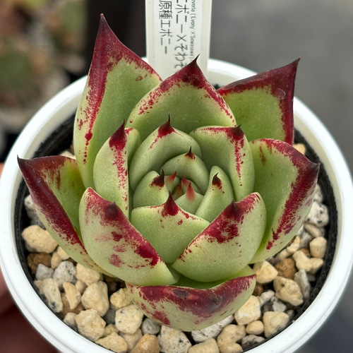 多肉植物 エボニー  抜き苗♡ オリジナル交配苗！☆（エボニー×そわそわ）×原種エボニー 多肉植物