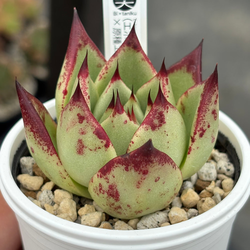 オリジナル交配苗！☆（エボニー×そわそわ）×原種エボニー 多肉植物