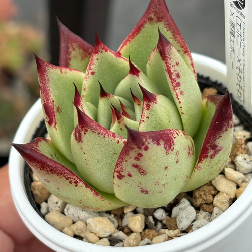 オリジナル交配苗！☆（エボニー×そわそわ）×原種エボニー 多肉植物