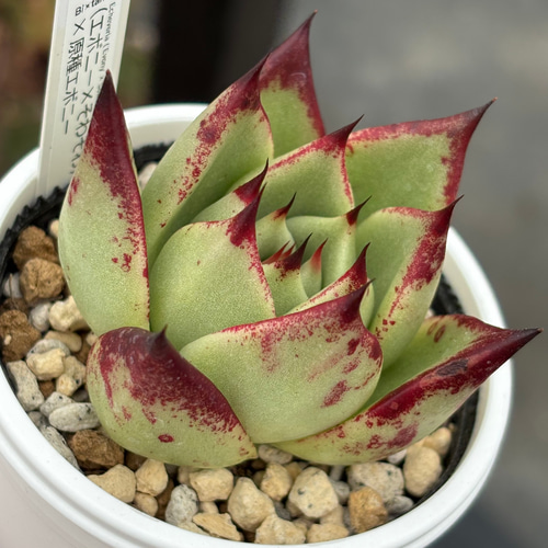 オリジナル交配苗！☆（エボニー×そわそわ）×原種エボニー 多肉植物